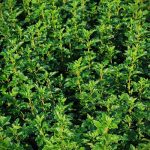 Växtporträtt – Måbär