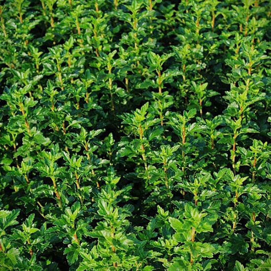 Växtporträtt – Måbär