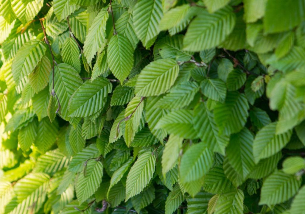 Växtporträtt – Avenbok