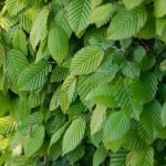 Växtporträtt – Avenbok