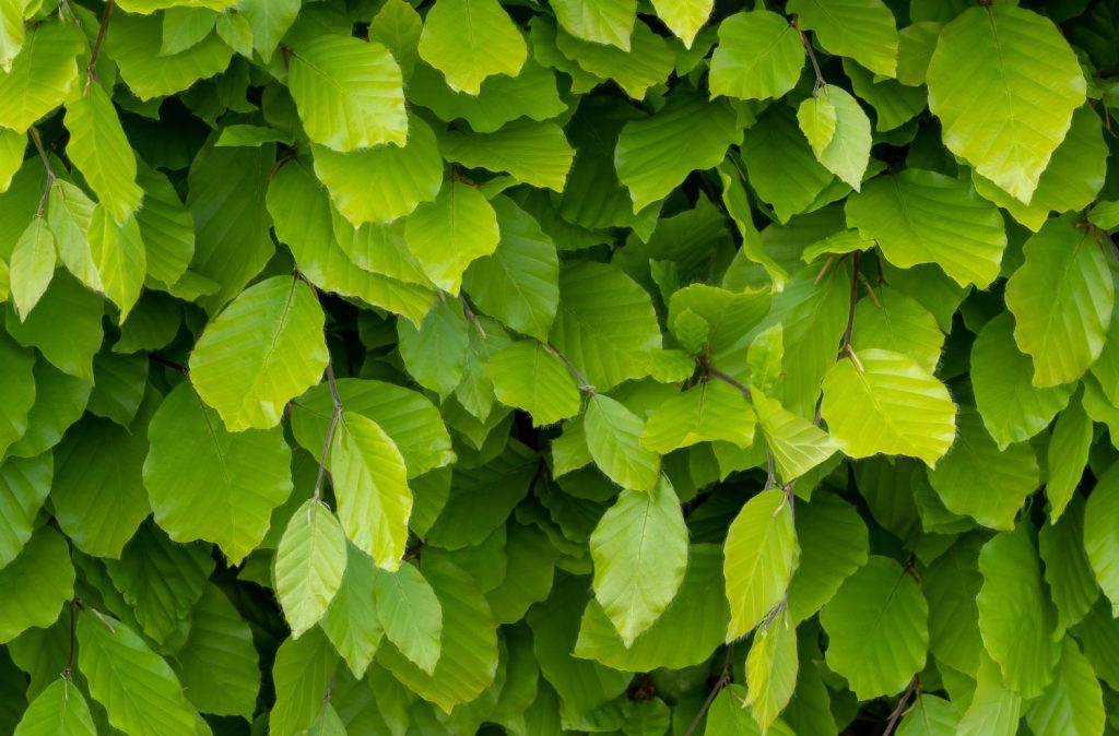 Växtporträtt – Bok