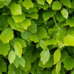 Växtporträtt – Bok