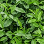 Växtporträtt – Vintergrön liguster