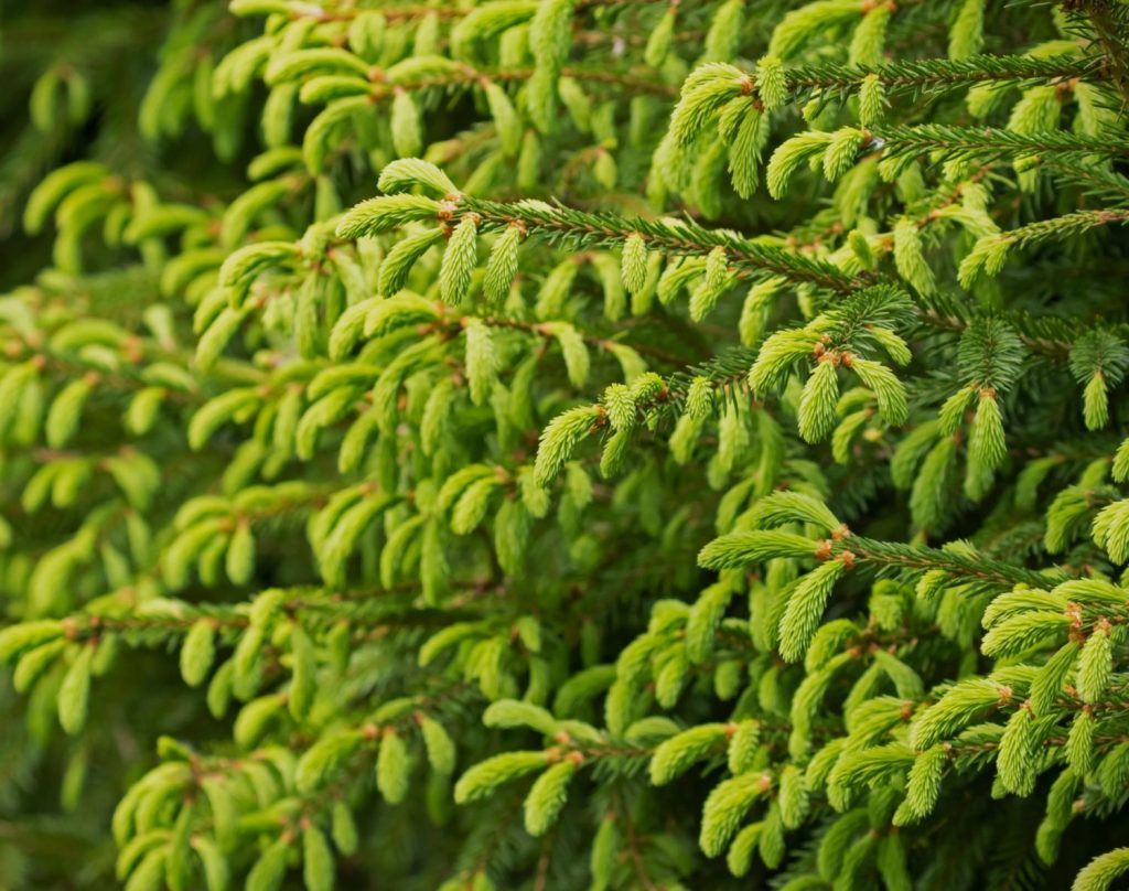 Beskärning – Vintergrönt