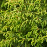 Beskärning – Vintergrönt