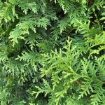 Växtporträtt – Thuja
