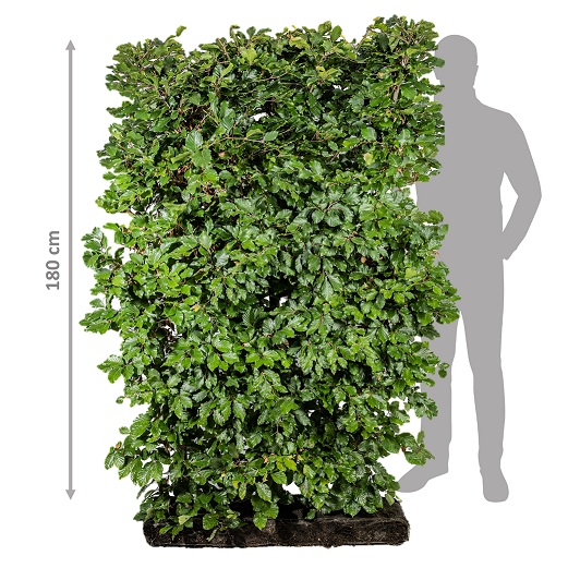 Färdig häck Bok 180 cm.