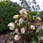 Checklista för våren