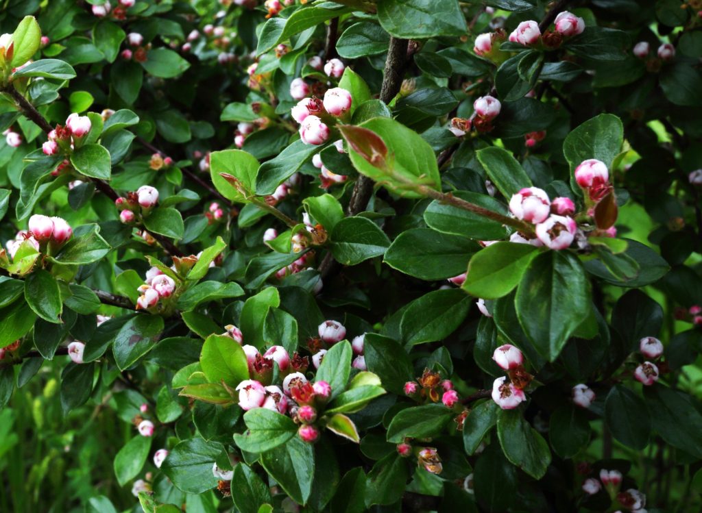 När blir en häck tät?