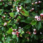 När blir en häck tät?